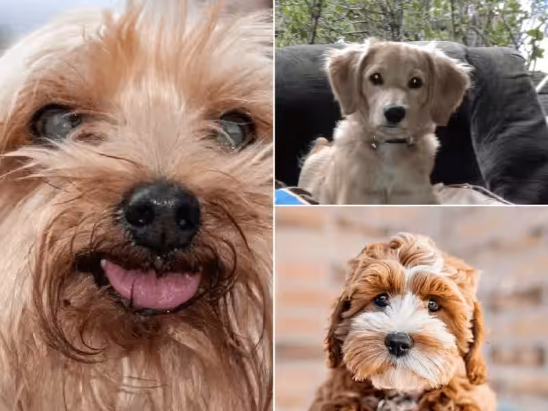 nombres-de-perros-y-su-significado-en-ingles